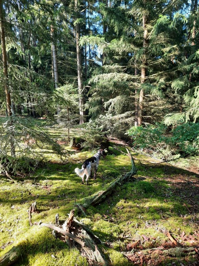 Forest Paradise Stružná Bagian luar foto